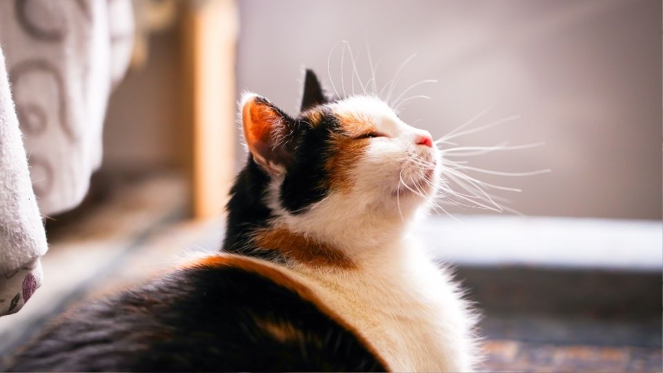 目を細めるねこ